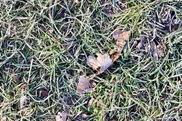 A close view of the green grass turf surface.