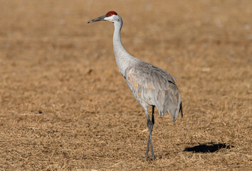 Sandhill Crane in a Field During Fall Migration