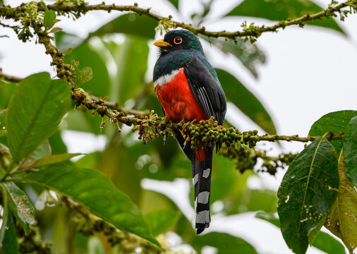 Beautiful Masked Trogan Perched on a Branch in Ecuador