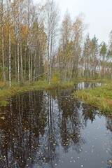 Obraz premium Small river flowing in autumn forest with leaves in water. 