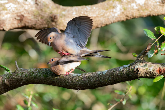 Mourning Dove Mating Pair