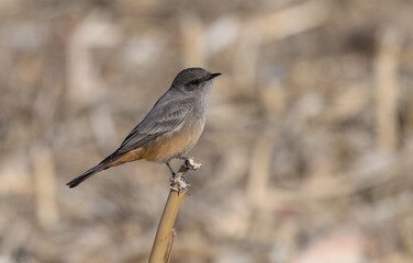 Say's Phoebe Perched on a Corn Stalk