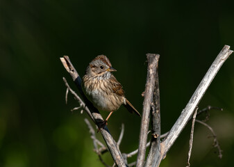 A Lincoln's Sparrow Perched on a Bush