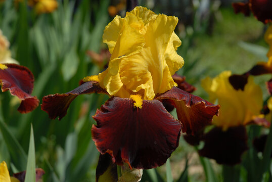 Tall Bearded Iris flower, Andalou