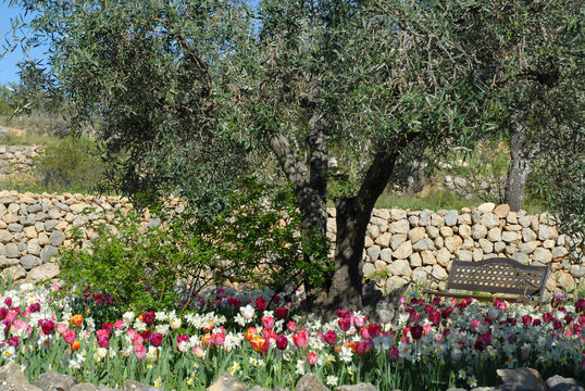 Colourful Mediterranean garden landscape  in springtime