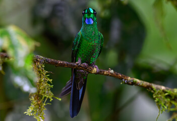 A Beautiful Green-crowned Brilliant Perched on a Branch in Ecuador's Tropical Forest
