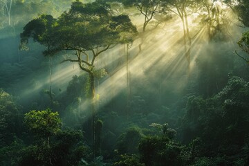 A vibrant forest bathed in sunlight, showcasing a dense collection of trees, First light reaching a misty rainforest, AI Generated - obrazy, fototapety, plakaty