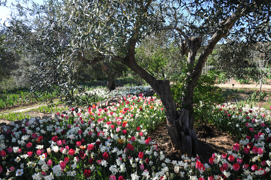 Colourful Mediterranean garden in springtime