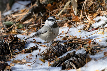 A Cute Mountain Chickadee Foraging for Food on a Winter Morning