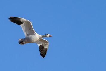 Snow Goose in Flight