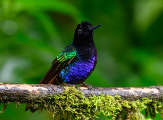 Velvet-purple coronet Perched in a Branch in Ecuador's Cloud Forest