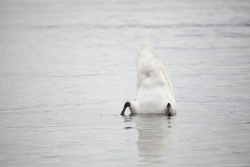 Mute swan (Cygnus olor) is feeding in the sea, Lauttasaari, Helsinki, Finland.
