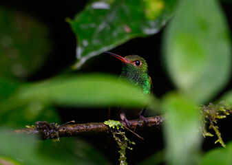 Rufous-tailed Hummingbird in the Cloud Forest, Ecuador
