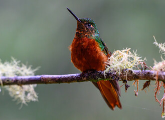 Chestnut-breasted Coronet Perched on a Branch in Ecuador's Cloud Forest