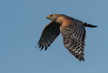 A Beautiful Red-shouldered Hawk in Flight