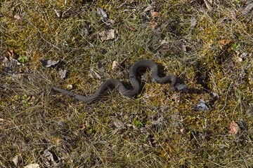 Common european viper (Vipera berus) on the ground on the island of Örö, Kemiösaari, Finland.