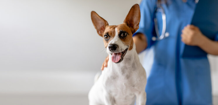 Happy dog with vet in blue scrubs, blurred background, panorama