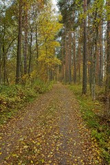 Gravel path in forest with leaves on the ground in cloudy autumn weather.