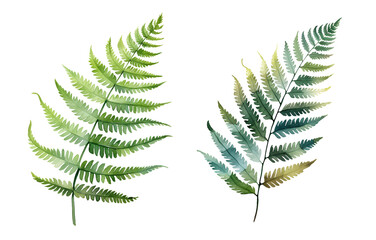 Fern, watercolor clipart illustration with isolated background.