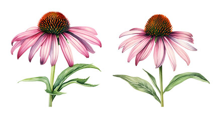 Echinacea, watercolor clipart illustration with isolated background. - obrazy, fototapety, plakaty