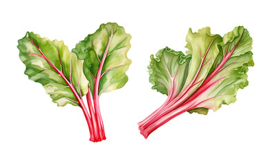 Rhubarb stalk, watercolor clipart illustration with isolated background.