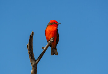 A Beautiful Vermilion Flycatcher Perched in a Treetop