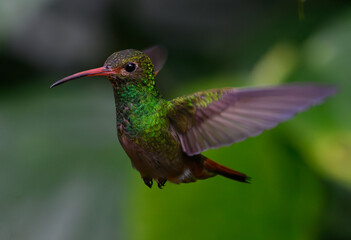 Rufous-tailed Hummingbird in Flight