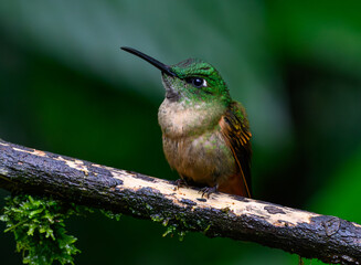 An Adorable Fawn-breasted Brilliant Hummingbird Perched on a Branch During a Light Rain