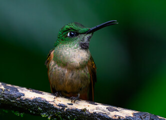 An Adorable Fawn-breasted Brilliant Hummingbird Perched on a Branch During a Light Rain