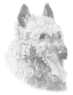 Belgian Sheepdog Laekenois Pen and Ink Portrait