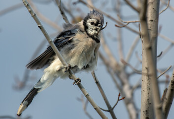 A Blue Jay with a very Deformed Beak