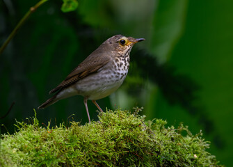 Swainson's Thrush with Growth on Beak Perched on a Mossy Log