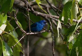 A Beautiful Indigo Bunting Perched in a Tree During a Springtime Morning