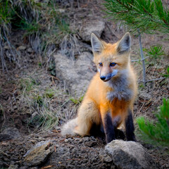 Naklejka na ściany i meble Wild Fox Near Den in Wilderness Animals