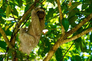 Young three toed sloth in a tree, Manuel Antonio National Park, Costa Rica 