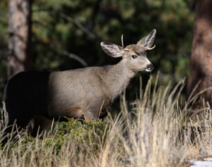 A Young Mule Deer Buck with Deformed Antler Growth
