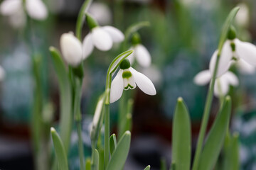 Galanthus nivalis, the snowdrop or common snowdrop. Close up on the flower. The flower consists of six tepals, also referred to as segments.