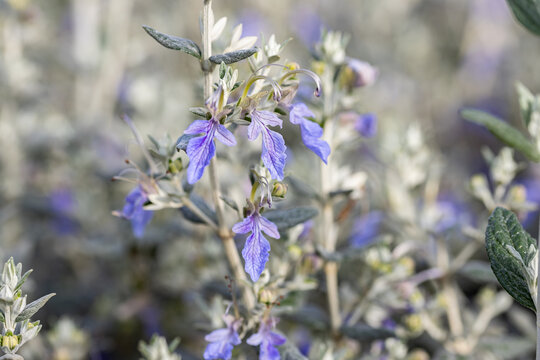 Teucrium fruticans (common name tree germander or shrubby germander). It's native to the Mediterranean area. This cultivar is the Teucrium fruticans Azureum.