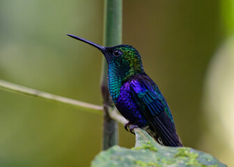A Stunning Green-crowned Woodnymph