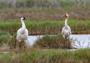 Whooping Crane Adult and Juvenile in Texas