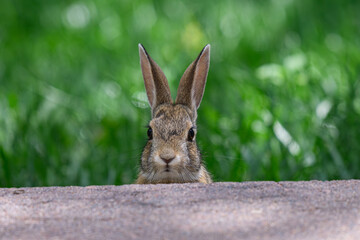 A Cottontail Rabbit Peeking over the Patio Edge in a Suburban Yard