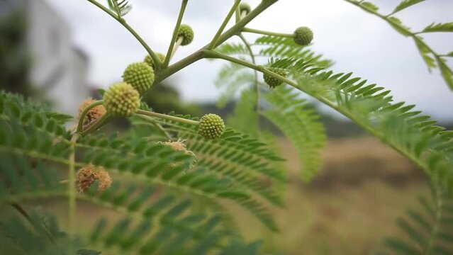 A plant similar to Mimosa pudica - Shy plant - with blurred background