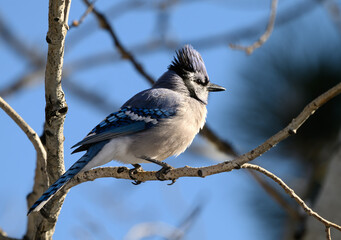 A Blue Jay Perched on a Branch on a Summer Morning 