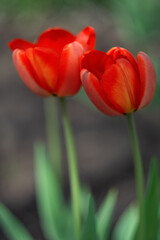 Two red tulips close-up. Spring flowers. Selective soft focus. Vertical - 740890079