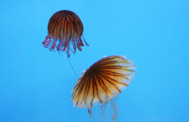 Chrysaora hysoscella, Baltimore Aquarium, Maryland, United States