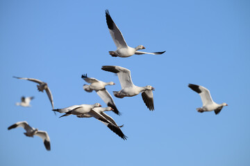 Snow Geese in Flight During Fall Migration