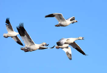Snow Geese in Flight During Fall Migration