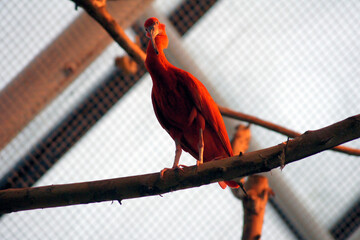 Scarlet Ibis, Baltimore Aquarium, Maryland, United States