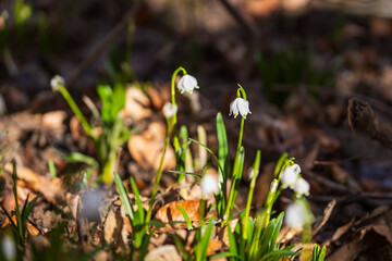 Spring white flower of Bledule - Leucojum vernum with green leaves in wild nature in floodplain forest. Spring flower