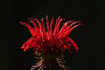 Scarlet Bee Balm Bloom